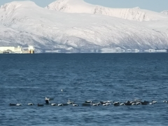 Somateria mollissima