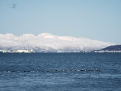 Somateria mollissima