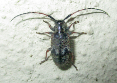 Exocentrus echinulus