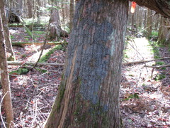 Fuscopannaria leucosticta