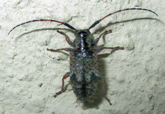 Exocentrus echinulus