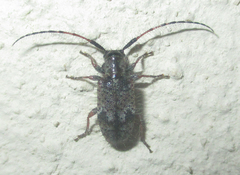 Exocentrus echinulus
