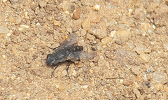 Opsidia intonsa