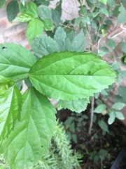 Pavonia sepium