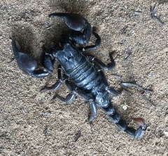 Pandipalpus viatoris