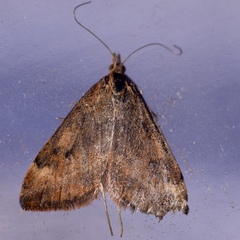 Uresiphita reversalis