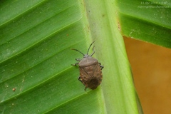 Coridius fuscus