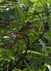 Pycnonotus flavescens