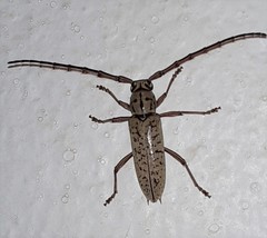 Elaphidion spinicorne