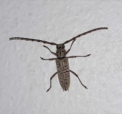 Elaphidion spinicorne