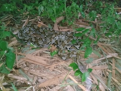 Malayopython reticulatus
