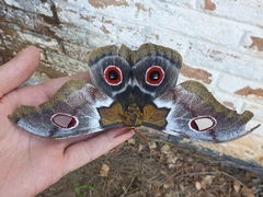 Nudaurelia macrothyris