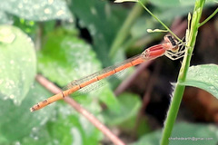 Agriocnemis keralensis