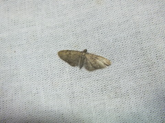 Eupithecia virgaureata