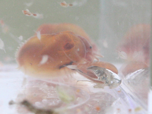 Cyzicus californicus