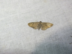 Eupithecia virgaureata