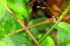 Agriocnemis keralensis
