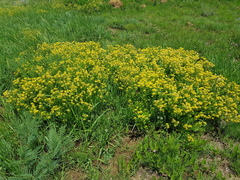 Pearsonia cajanifolia