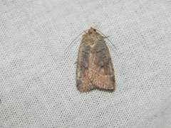 Protolampra sobrina