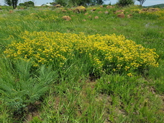 Pearsonia cajanifolia