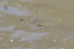 Antipodogomphus acolythus