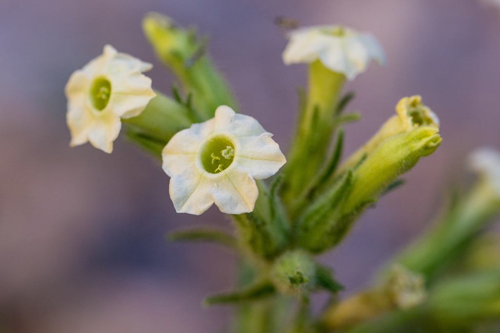 Desert Tobacco (Plants of Lake Mead National Recreation Area) · iNaturalist