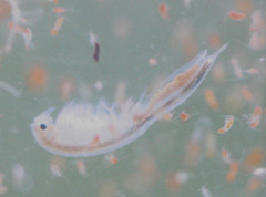 Branchinecta conservatio