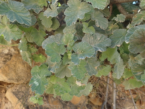 Image of Pelargonium echinatum by no rights reserved