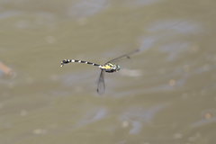 Antipodogomphus acolythus