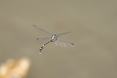 Antipodogomphus acolythus