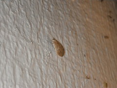 Hemerobiidae