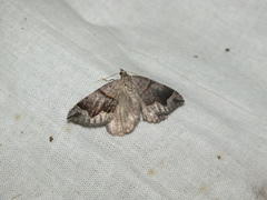 Scotopteryx moeniata