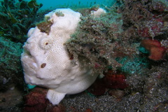 Antennarius maculatus