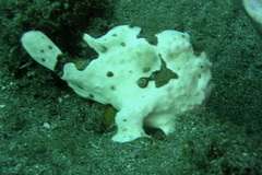 Antennarius maculatus