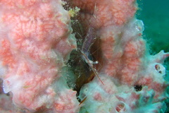 Manipontonia psamathe