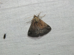 Hypena crassalis