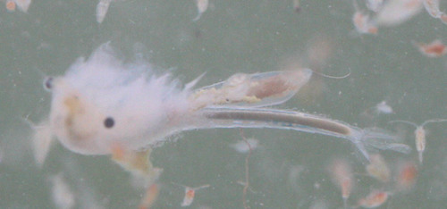 Branchinecta conservatio