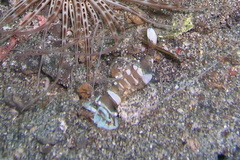 Ancylomenes magnificus