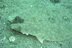 Pseudorhombus dupliciocellatus