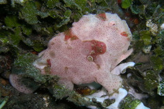 Antennarius maculatus