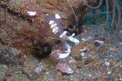 Ancylomenes magnificus