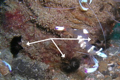 Phoronis