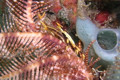 Allogalathea elegans