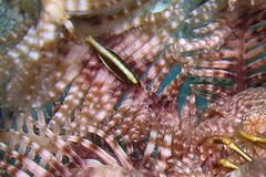 Pontoniopsis comanthi