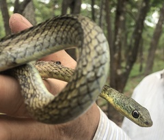 Psammophis rukwae