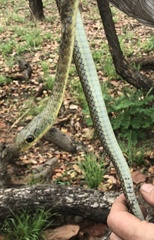 Psammophis rukwae