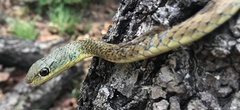Psammophis rukwae