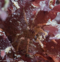 Nymphon brevirostre