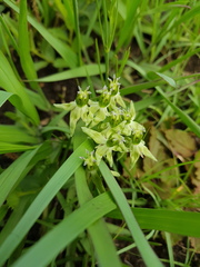 Asclepias eminens