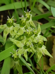 Asclepias eminens